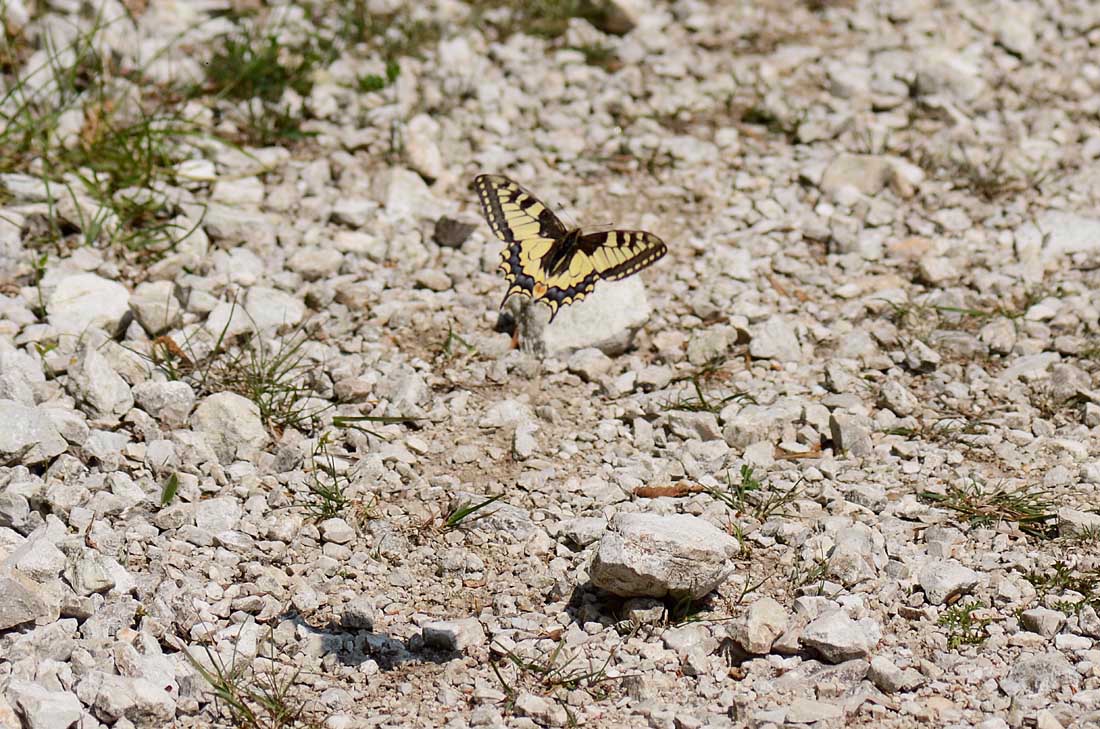 macaone in volo